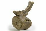 Sauropod (Camarasaurus) Caudal Vertebra - Wyoming #305154-3